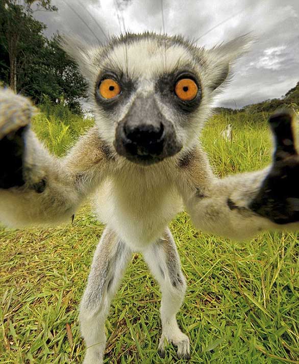 عدوى الـ Selfie تصل إلى الحيوانات