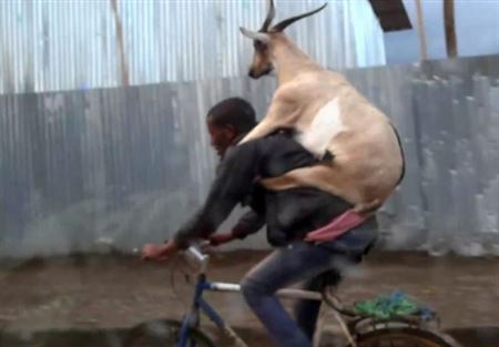 بالفيديو- تيس يركب على ظهر صاحبه في نزهة!