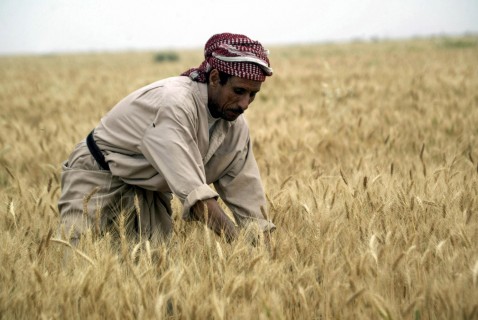 توقع ارتفاع محصول القمح في العراق