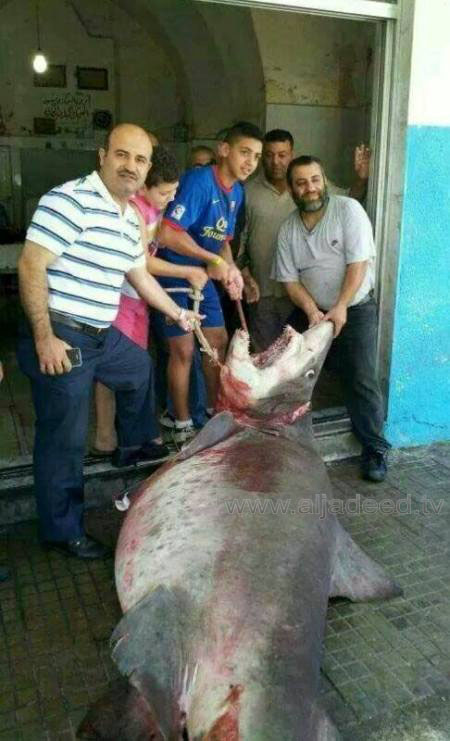 اصطياد سمكة ضخمة على شاطئ الميناء في طرابلس 