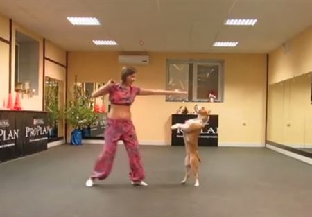 بالفيديو.. كلب موهوب بالرقص الشرقي !