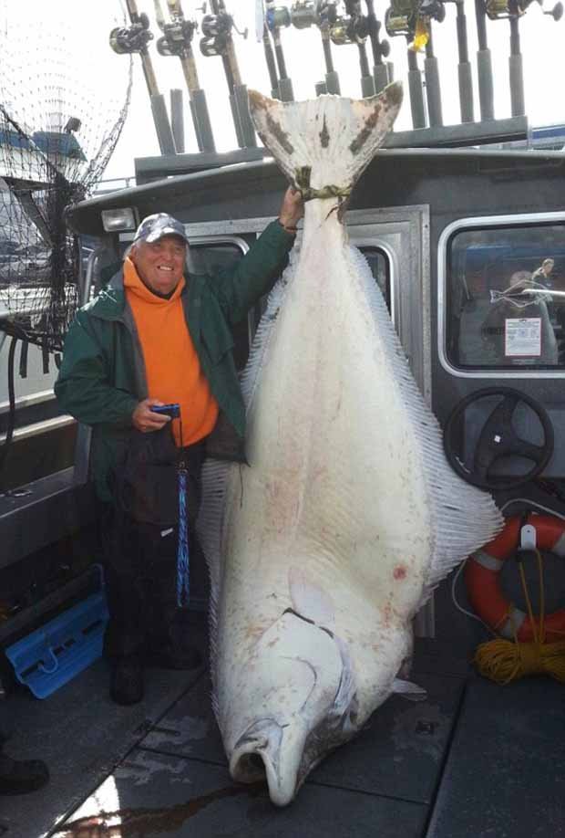 أميركي يصطاد أكبر سمكة halibut في العالم