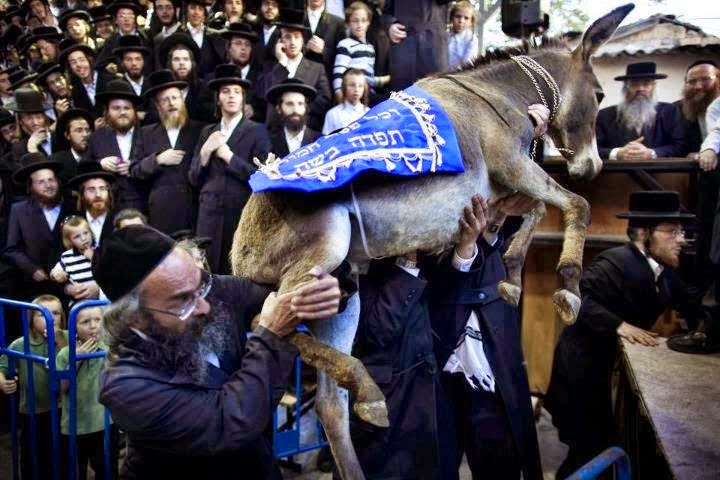 اسرائيل تطلب استيراد الحمير من مصر 