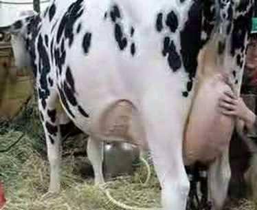 داعش وأثداء البقر!