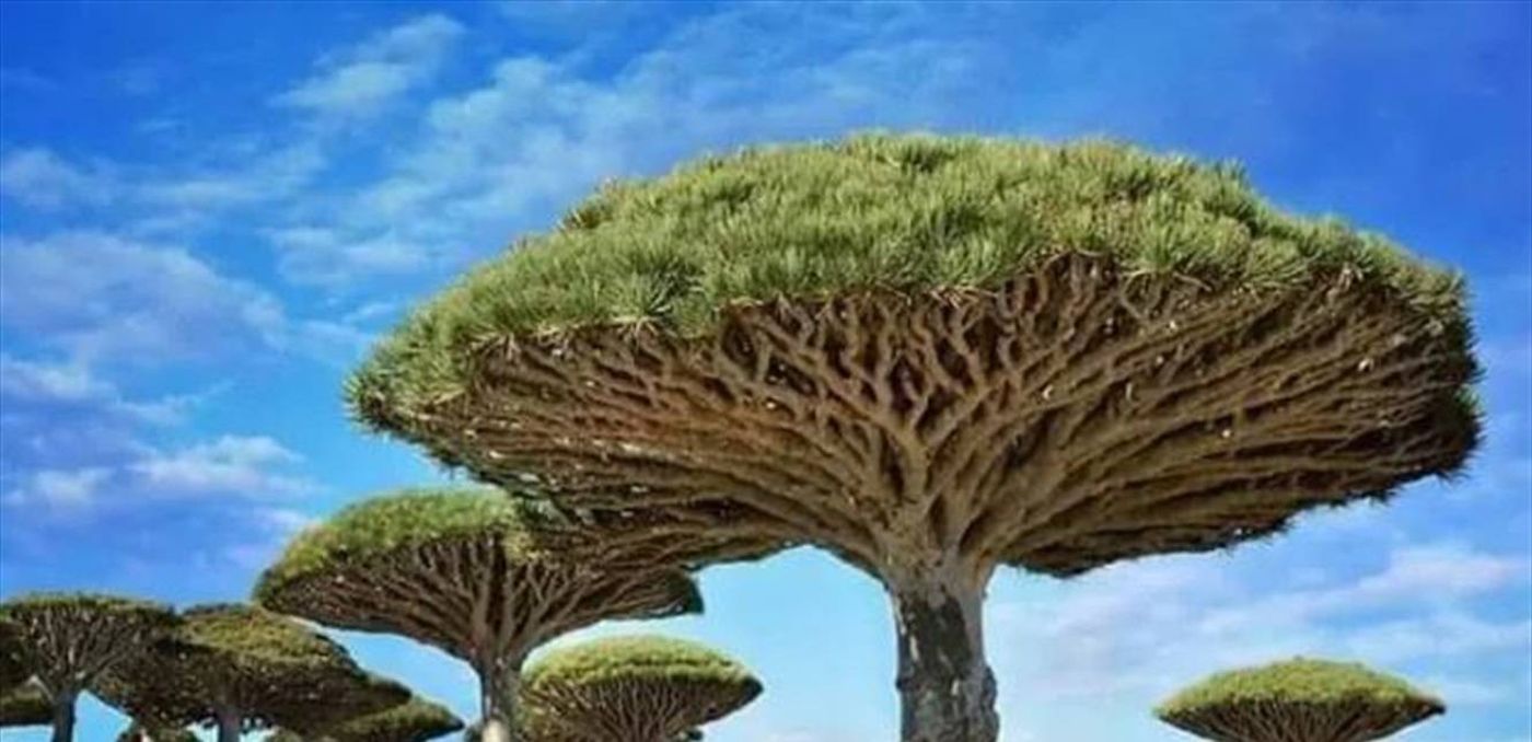 شجرة "تنزف دماً"...ما قصتها؟