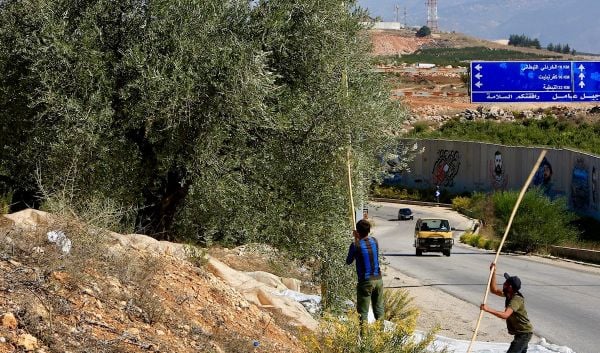 دعوى في فرنسا لمحاسبة الجيش الإسرائيلي على اقتلاع 600 شجرة زيتون في جنوب لبنان
