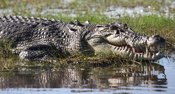 تمساح مفترس يصنع نهاية 