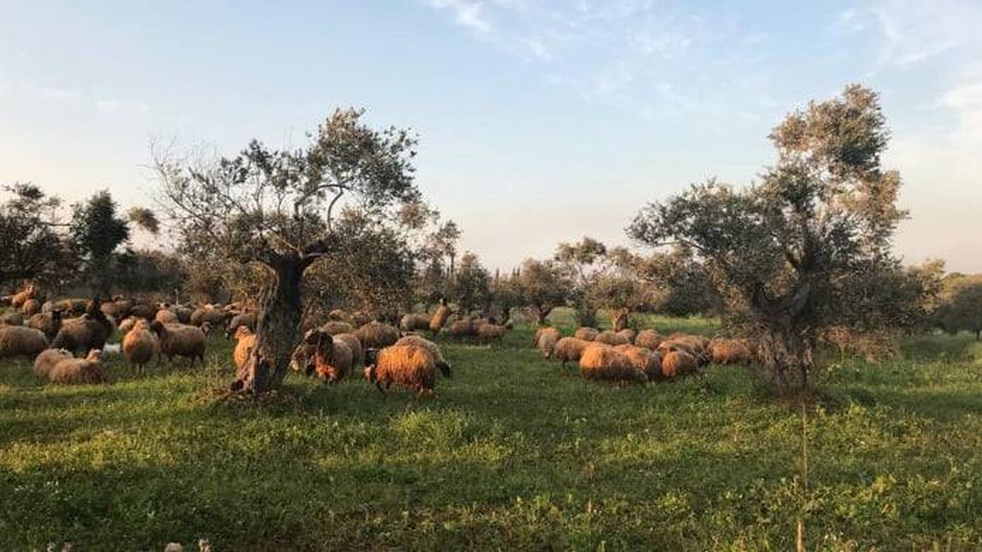 مزارعو الزيتون في الكورة: للتحرك.. أو سنعترض اي شاحنة تحمل زيتا اجنبيا ونحرقها