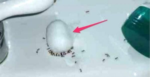 صورة:  تخلصوا من النمل أثناء الليل وأنتم نائمون!