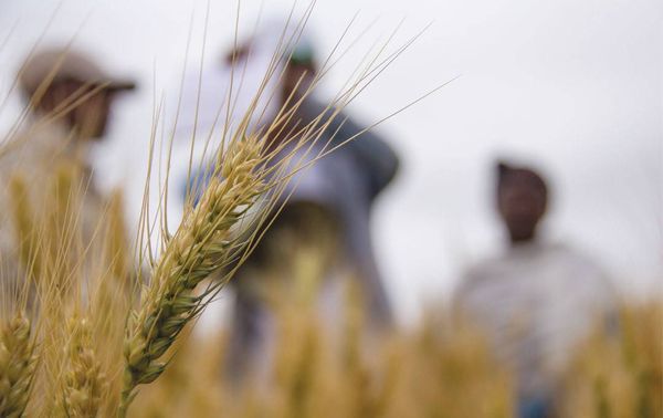 "بذور سورية بالبقاع".. هذا ما تحتاجون معرفته عن البنك الذي سيُطعم الأرض