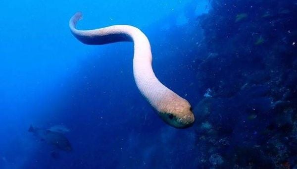 عاش قبل 56 مليون سنة.. اكتشاف أكبر ثعبان بحري عرفه التاريخ