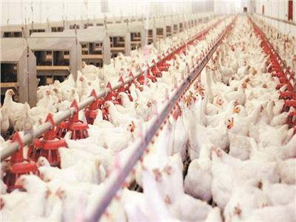 ندوة في مشغرة عن تربية الدواجن
