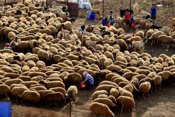 نقابة القصابين: إغلاق المزارع حول مطار بيروت لا يعالج مخاطر الطيور