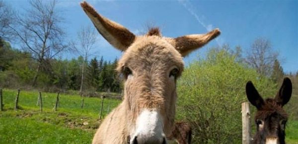 بسعر خيالي.. "جبن الحمير" يغزو الأسواق!