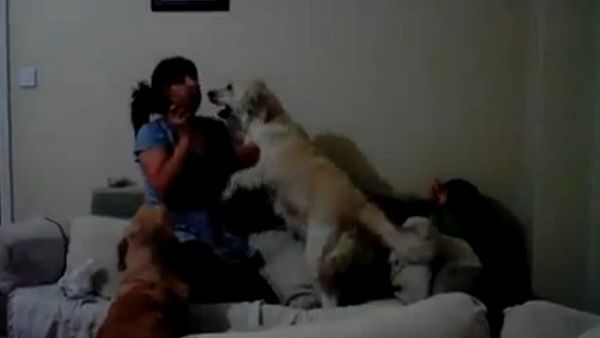 بالفيديو --كلبان يهبان للدفاع عن طفلة تتظاهر أمها بضربها
