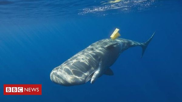 Plastic bags: Australia anger over Coles 'caving in to tantrums