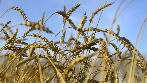 بغداد قد تتخلى عن القمح الأمريكي لصالح الروسي