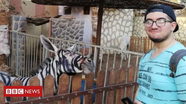 Egypt zoo accused of painting donkey to look like a zebra