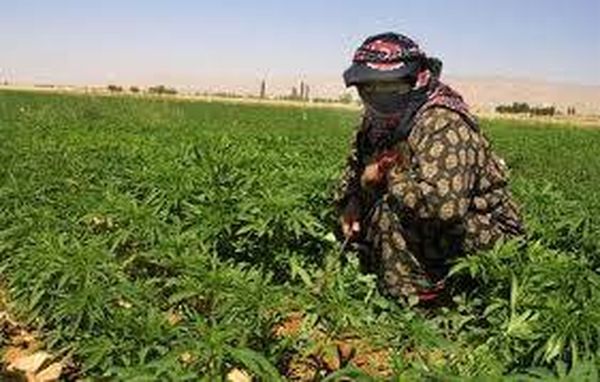 شركة كندية لتسويق الحشيشة في لبنان؟