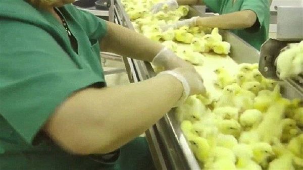 فيديو صادم يكشف قسوة التعامل مع الصيصان