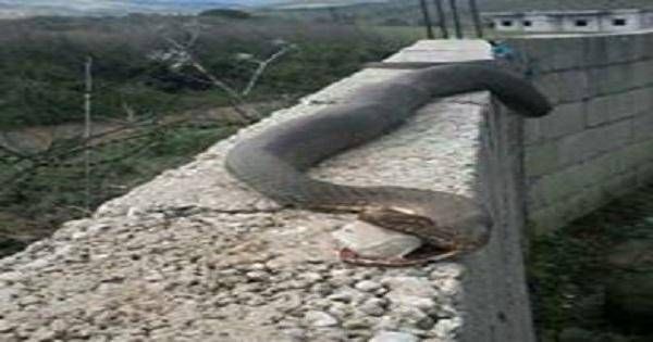 بالصورة قتل افعى طولها مترين في لبنان