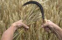 مباحثات روسية سورية حول القمح