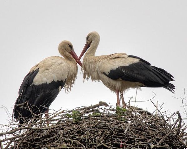 قصة حب طائرين