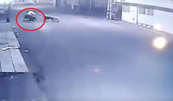 بالفيديو.. مجموعة كلاب تفترس امرأة!
