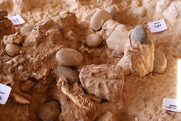 المغرب: اكتشاف حفريات بشرية تعود لـ773 ألف سنة