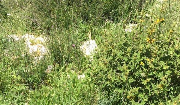 بالصورة: العثور على دواجن نافقة في جبيل
