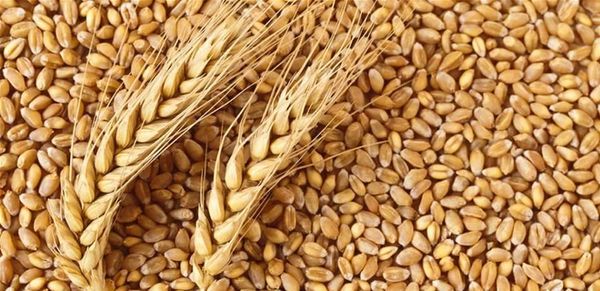 تونس تطرح مناقصة لشراء القمح والشعير