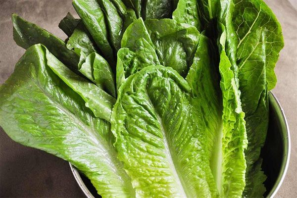 "FDA" تبذل جهودا لمنع انتشار بكتيريا في هذا النوع من الخس