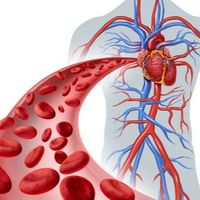 صحة الدم والألياف: كيف تحمي جسمك وتمنع الأمراض؟