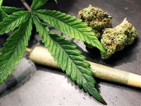 الماريجوانا... اليكم الأمراض التي قد تسببها