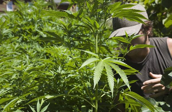 ترامب يخطط لتخفيف القيود الفيدرالية على الماريجوانا