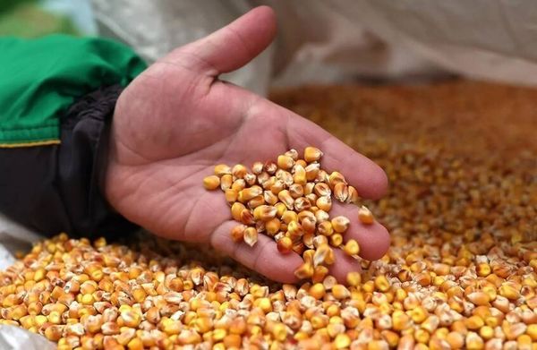 كيف ومتى فرقع 