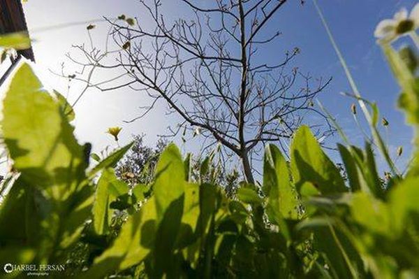 طقس ربيعي بامتياز خلال الأسبوع
