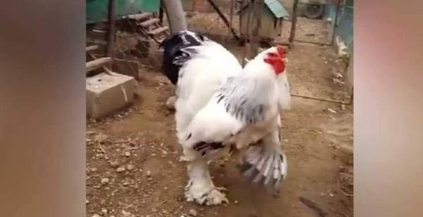 مزارع يكشف عن أكبر ديك في العالم
