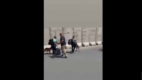 عملية إجلاء كلاب عسكرية أميركية من مطار كابل