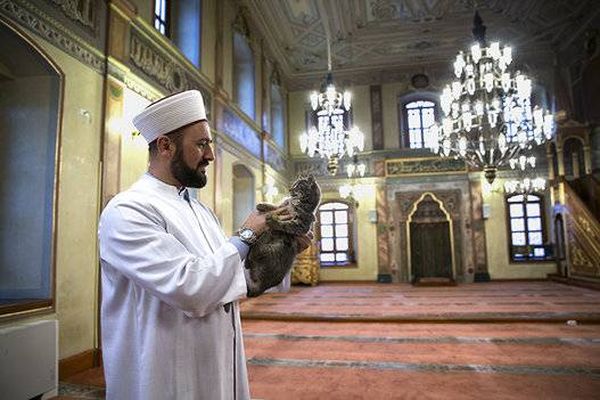 "الإمام صديق القطط" يثير اهتمام الإعلام العالمي.. شاهد بالصور