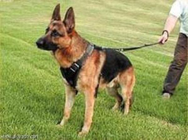 شرطة النجدة تتلقى إتصالاً من 