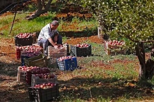 اجتماع لبحث تسويق تفاح تنورين.. وجولة للتجار لتفقد المحاصيل
