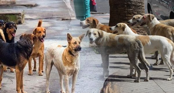 ورشة عمل في محافظة بعلبك الهرمل برئاسة خضر لمعالجة ظاهرة الكلاب الشاردة