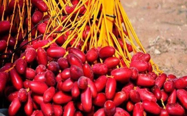ما لا تعرفه عن البلح وفوائده المذهلة!