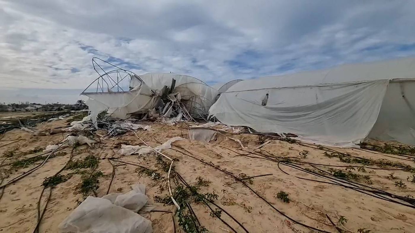 "ميرسي كوربس": تدهور شبه كامل للقطاع الزراعي في غزة مع تضرر 96% من الأراضي
