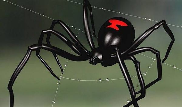 بالفيديو.. رجل يعثر على عنكبوت الأرملة السوداء في أذنه