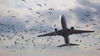 إفتتاح خط طيران مباشر بين بيروت و أرمينيا