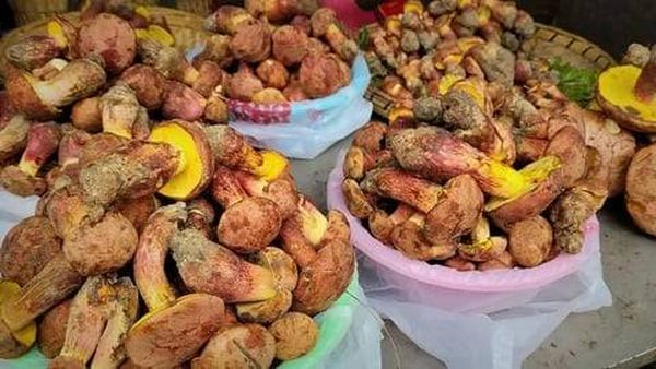 يرون «أقزامًا» حولهم بعد تناوله.. فطر غامض يسبب هلوسات جماعية في الصين