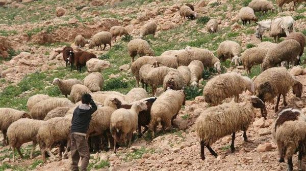 العثور على فتى سوري فقد منذ 3 أسابيع يعمل لدى راعي ماشية...