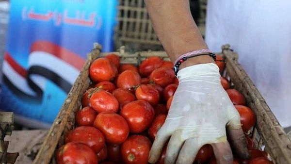 نقيب الفلاحين يكشف عن كارثة خطيرة في بذور طماطم (023) تنتظر مصر